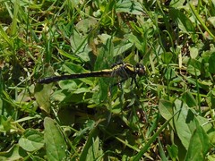 Gomphurus fraternus