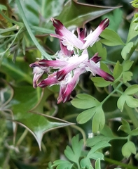 Fumaria bastardii