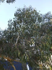 Eucalyptus tasmaniensis