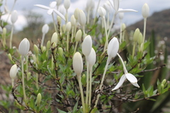 Bouvardia longiflora