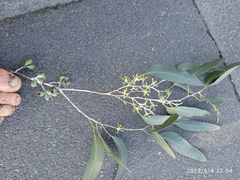Eucalyptus tasmaniensis