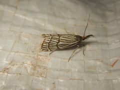 Chrysocrambus