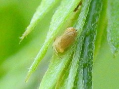 Amorphicola amorphae