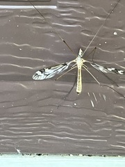 Tipula trivittata