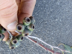Eucalyptus tasmaniensis