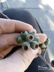 Eucalyptus tasmaniensis