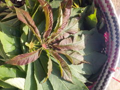 Cleome speciosa