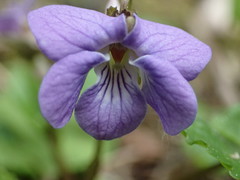 Viola selkirkii