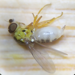 Thaumatomyia notata