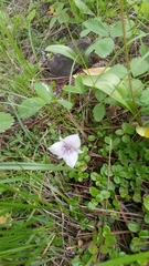 Calochortus elegans