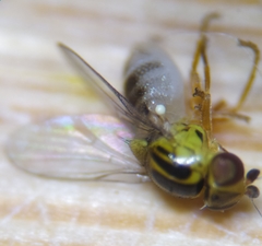 Thaumatomyia notata