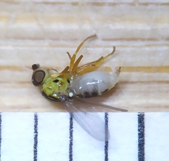 Thaumatomyia notata