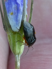 Strongylocoris leucocephalus