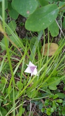 Calochortus elegans