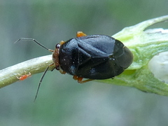 Strongylocoris leucocephalus