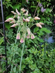 Allium siculum