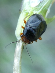 Strongylocoris leucocephalus