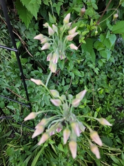 Allium siculum
