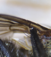 Pollenia rudis