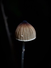 Mycena cystidiosa