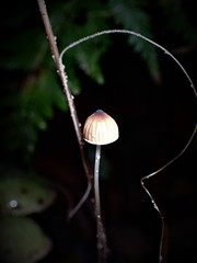 Mycena cystidiosa