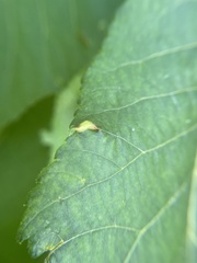 Phylloxera caryaevenae