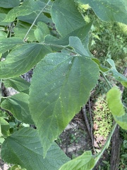 Celtis occidentalis