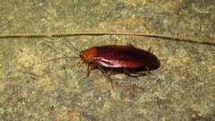 Periplaneta ceylonica