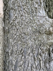 Celtis occidentalis