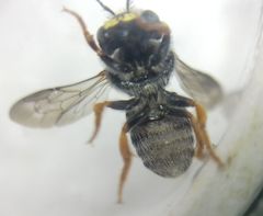 Pseudoanthidium