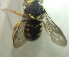 Pseudoanthidium