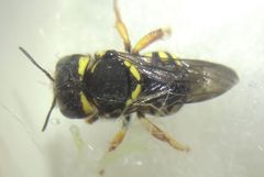 Pseudoanthidium