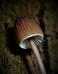 Mycena cystidiosa