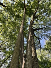 Celtis occidentalis