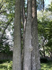 Celtis occidentalis