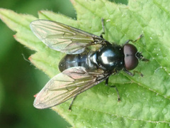 Cheilosia pubera