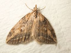 Chesias isabella