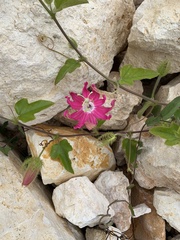 Passiflora sublanceolata