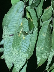 Agalychnis spurrelli