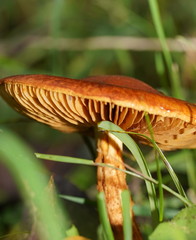 Cortinarius abnormis
