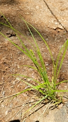 Carex virescens