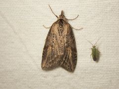 Chesias isabella