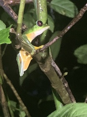 Agalychnis spurrelli