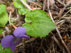 Viola selkirkii