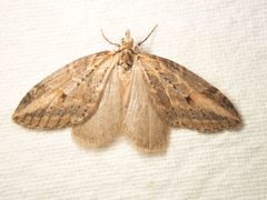 Chesias isabella