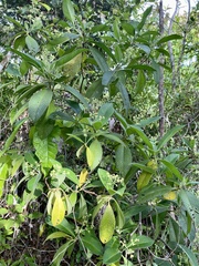 Psychotria micrantha