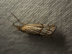 Chrysocrambus