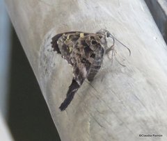 Urbanus proteus proteus