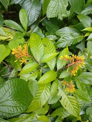 Palicourea croceoides