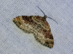 Xanthorhoe spadicearia